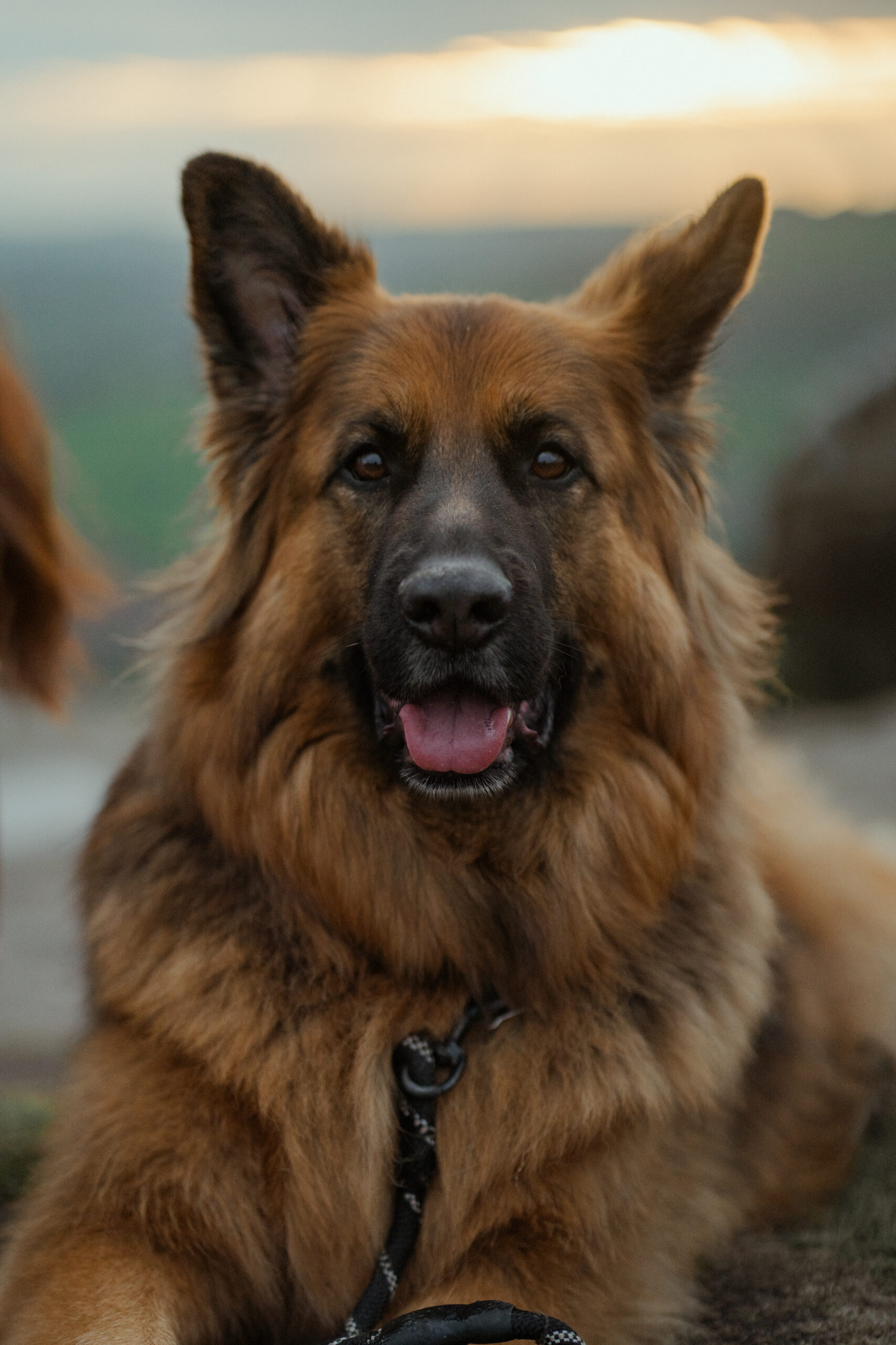 portrait of alsation dog called buddy