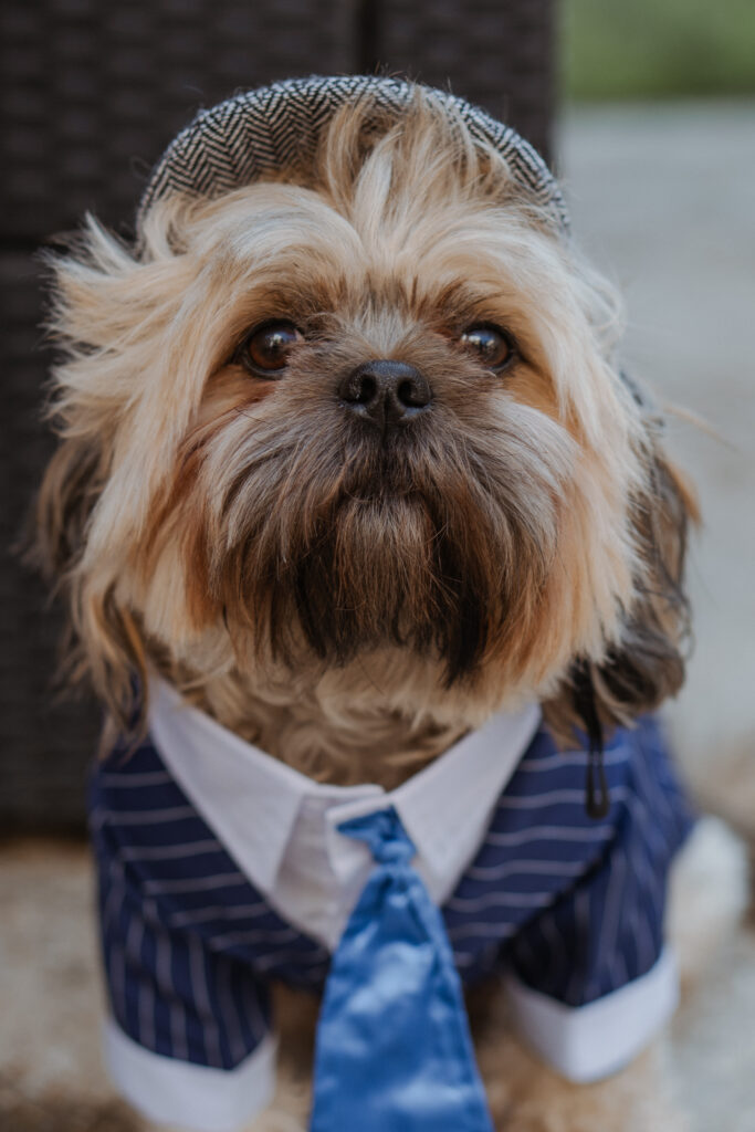 peaky blinders outfit for dogs