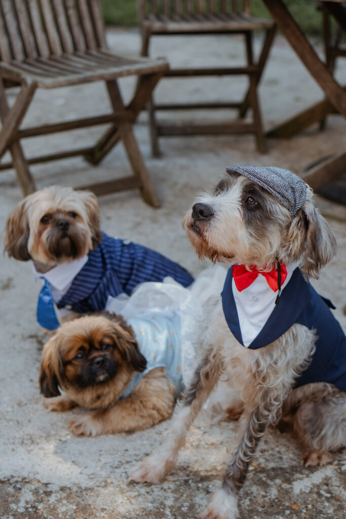 peaky blinders outfit for dogs